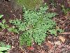 image of Selaginella pallescens